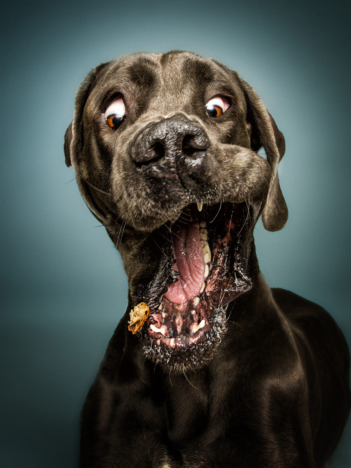 hond voeding
